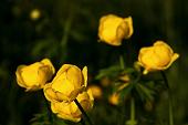 05_Botton d'oro